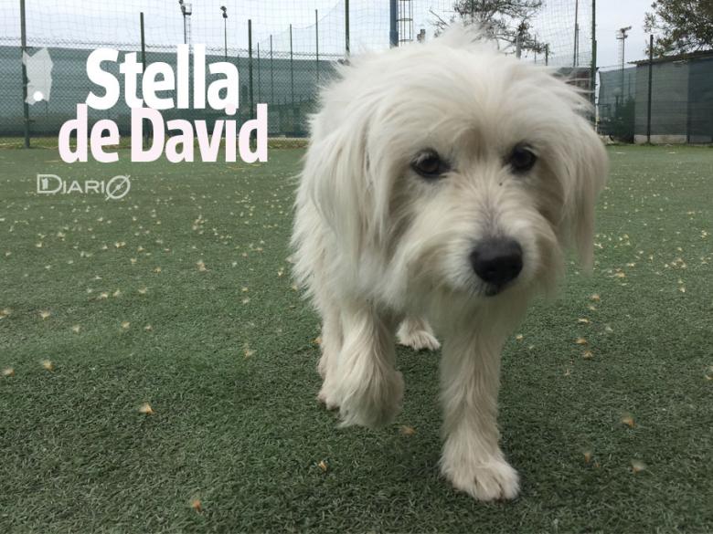 E custa meravìllia est Stella, unu cani ca est lòmpiu in sa Polisportiva Ferrini e at tocau su coru a totus
